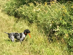 German Shorthaired Pointer Breed Photo