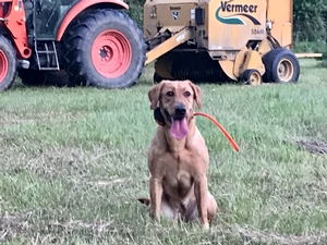 PCK's Lovely Lady Mae