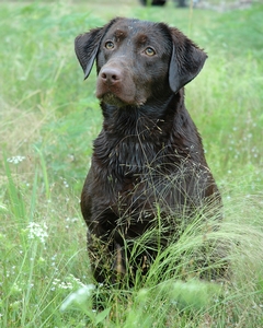 HR PCK's Fancy Don't Let Me Down SH