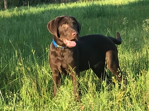 Labrador Retriever Breed Photo