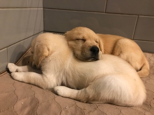 Puppies Category Photo