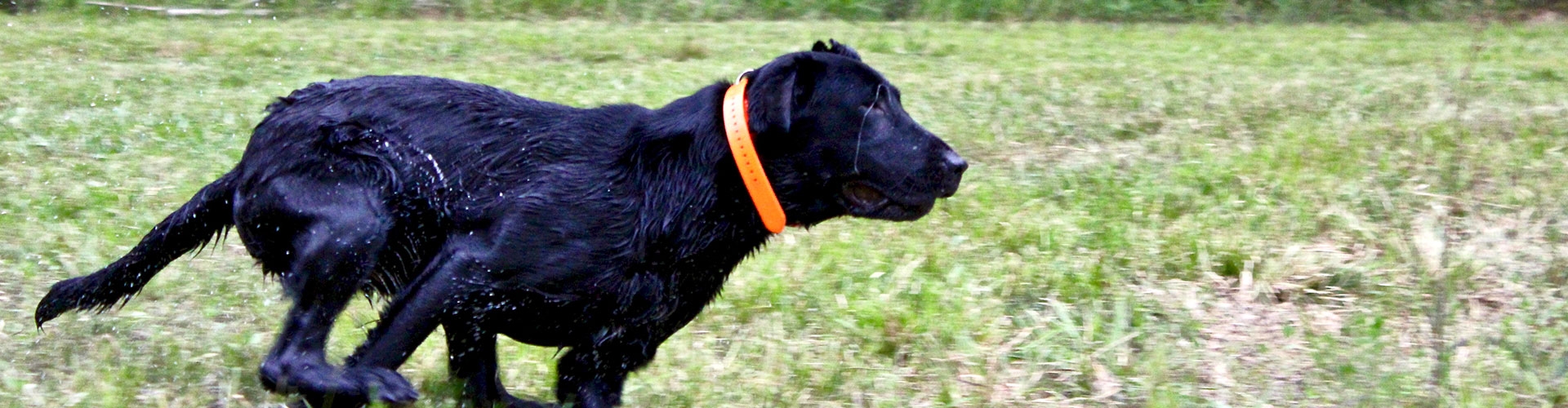 Contact - Palmetto Creek Kennels & Gundogs, LLC Contact - Palmetto Creek Kennels & Gundogs, LLC