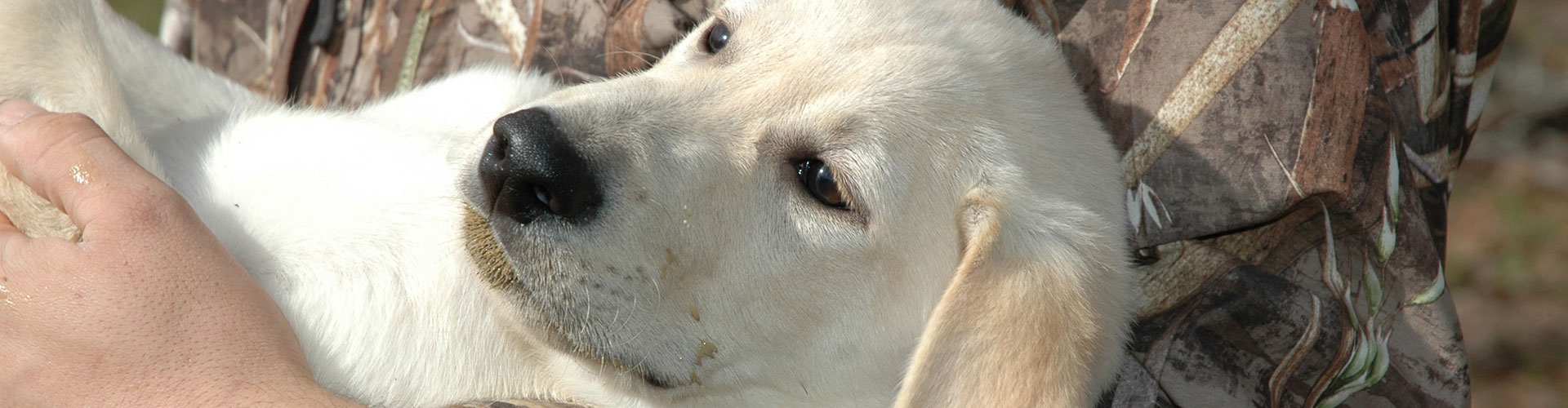 Palmetto Creek Kennels & Gundogs, LLC Available Litters Palmetto Creek Kennels & Gundogs, LLC Available Litters