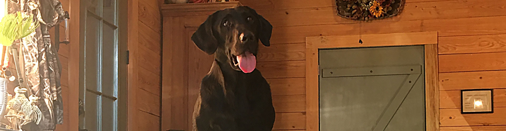 Our Facilities at Palmetto Creek Kennels & Gundogs, LLC