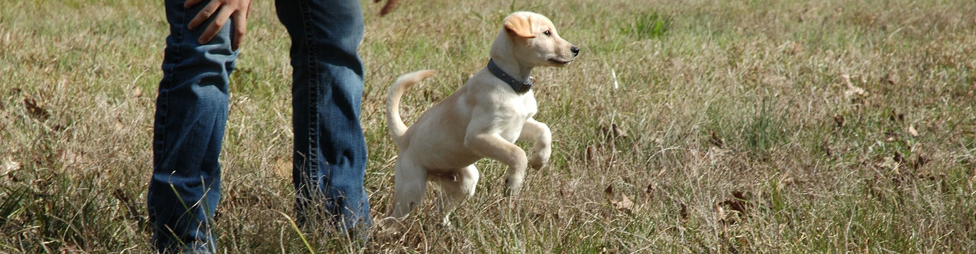 Obedience Training Program