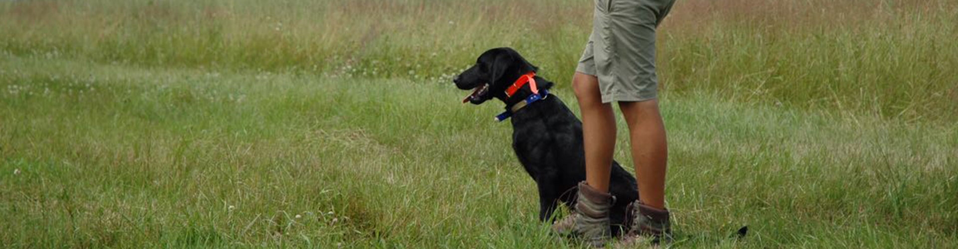 Palmetto Creek Kennels & Gundogs - Training Programs