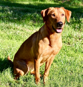 HRCH Rachel's Colors of Fall 